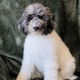 Pebbles - Merle female Sheepadoodle puppy in Heyburn, Idaho from Royal T Acres