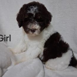 Kit Kat - Brown and white female Bernedoodle puppy in Arabi, Georgia from Huckadoodle Farm