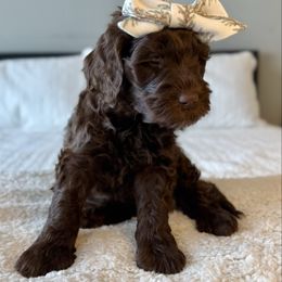 Boo - Chocolate female Labradoodle puppy in Adams, Nebraska from Boxcar Doodles and Poodles