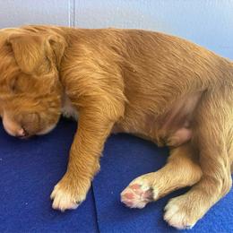 Paprika - Caramel red male Labradoodle puppy in Montrose, Colorado from Ithilien Labradoodles