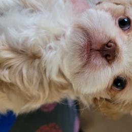 Shih Tzu Puppies from Sugar Paws Heavenly Shih Tzu’s
