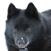 Schipperkes from Safari Schipperkes