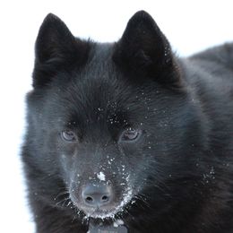 Schipperkes from Safari Schipperkes