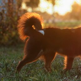 Miniature American Shepherds, Miniature Australian Shepherds, and Toy Australian Shepherds from True Spirited Aussies