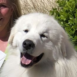 EJ - Great Pyrenees