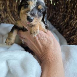 Isabella - Dapple female Dachshund puppy in Watertown, New York from Valley Springs Daschunds