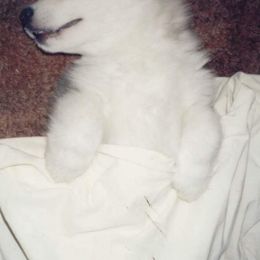 Alaskan Malamute Puppies from Kaylatee Alaskan Malamutes