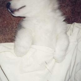 Alaskan Malamute Puppies from Kaylatee Alaskan Malamutes