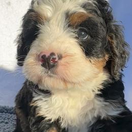 Theo - Tri-color male Bernedoodle puppy in Camden, Michigan from FurEver Friends Finder
