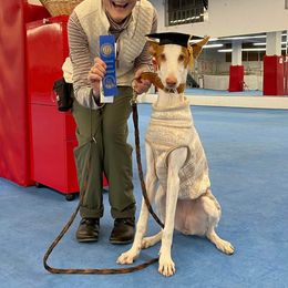 Afghan Hound and Ibizan Hound All Grown Up from Acires Sighthounds