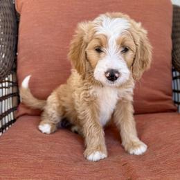 Zero - Red male Bernedoodle puppy in Springville, Utah from Oodles of Bernedoodles