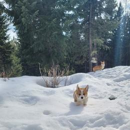 Pembroke Welsh Corgi Puppies from North Star Pembroke Welsh Corgi's