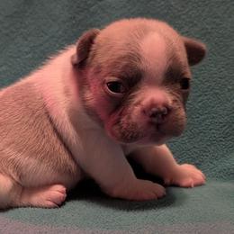Priscilla - White female French Bulldog puppy in Battle Ground, Washington from Ferguson's Bulldogs