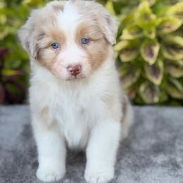 Fritz - Red merle male Australian Shepherd puppy in Sedalia, Missouri from Affinity Aussies