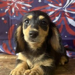 Remington - Black and tan male Dachshund puppy in Pflugerville, Texas from Dream A Dream Dachshunds