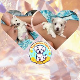 Maltese Puppies from Meyer Maltese Puppies - Deltona, FL