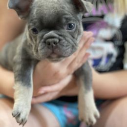 French Bulldog Puppies from Phillips Family Frenchies