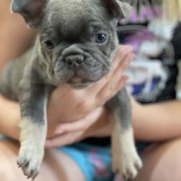 French Bulldog Puppies from Phillips Family Frenchies