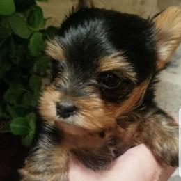 Teddy - Blue and gold male Yorkshire Terrier puppy in Hot Springs, Arkansas from Kimberly's Lovable Littles