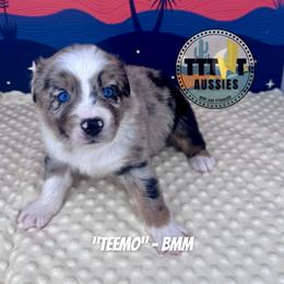 Teemo - Blue merle male Australian Shepherd puppy in Tucson, Arizona from TTTNT Aussies