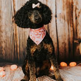 Assorted Doodle Crosses, Aussiedoodle, Bernedoodle, Goldendoodle, and Sheepadoodle All Grown Up from Happy Top Doodles