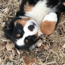 Bernese Mountain Dog Puppies from Purple Sage Puppies Bernese Mountain Dogs