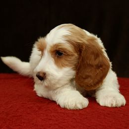 Oaken - Caramel male Australian Labradoodle puppy in Stanwood, Washington from Victoria Creek Australian Labradoodles
