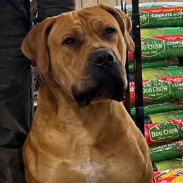 Tsavo - Boerboel