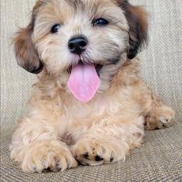 Paris - Silver gold and white female Shihpoo puppy in Limestone, Tennessee from Pilot Hill Teddy Bear Puppies