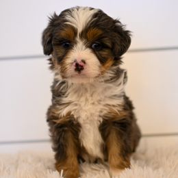 Luca - Merle male Bernedoodle puppy in Ogden, Utah from Stanger Farms