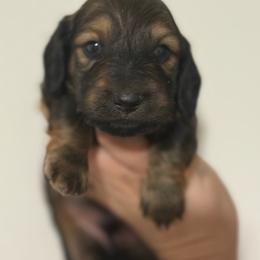 AKC SHADED RED LONGHAIR - Red male Dachshund puppy in Anderson, California from Golden Paws Dachshunds
