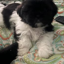 Shih Tzus from Rachael's Shih Tzus