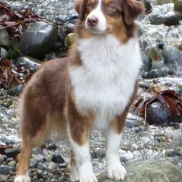 Australian Shepherds from Merribrook Australian shepherd