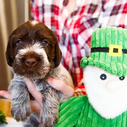 Wirehaired Pointing Griffon Puppies from Cathy West