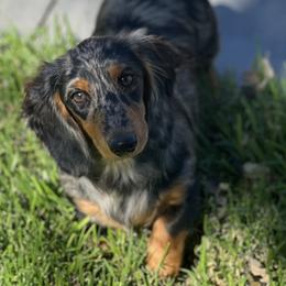 Haven - Dachshund