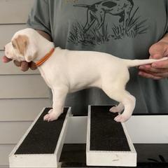 Orange Collar Girl - Orange and white female Pointer puppy in Youngsville, North Carolina from Dogma Pointers & Bulldogs