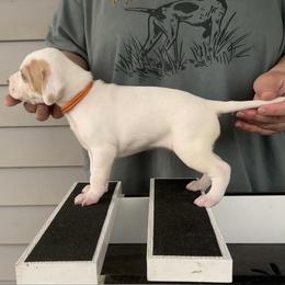 Orange Collar Girl - Orange and white female Pointer puppy in Youngsville, North Carolina from Dogma Pointers & Bulldogs