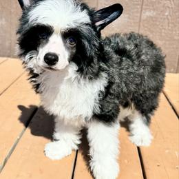 Shark - Black and white male Chinese Crested puppy in New Smyrna Beach, Florida from FronkLinn Kennel