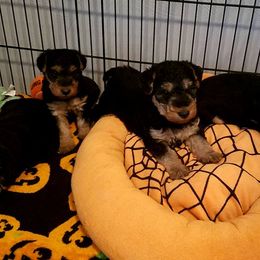 Boy 4 - Black and tan male Welsh Terrier puppy in Yorktown, Virginia from Dragon Shield Terriers