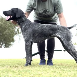German Shorthaired Pointer All Grown Up from Owl Ranch GSP