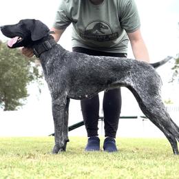 German Shorthaired Pointer All Grown Up from Owl Ranch GSP