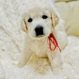 Boy 3 - Golden Retriever puppy in Galt, California from Golden Hearts Ranch English Cream Retrievers