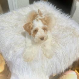 Remington - Wheaten male Miniature Schnauzer puppy in Overton, Texas from Beards & Bows Schnauzer Farm