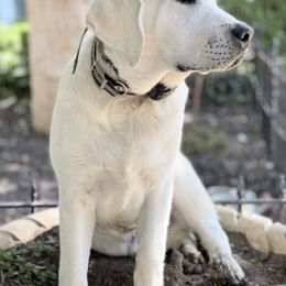 Labrador Retriever All Grown Up from Chateau St. John