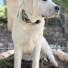 Labrador Retriever All Grown Up from Chateau St. John