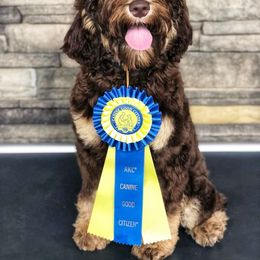 Australian Labradoodle, Cavapoo, and Goldendoodle Puppies from Deer Creek Labradoodles