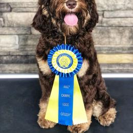 Australian Labradoodle, Cavapoo, and Goldendoodle Puppies from Deer Creek Labradoodles
