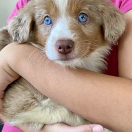 Strawberry, AKC Mini Aussie, Red Merle Girl with Natural Tail - Red merle female Miniature Australian Shepherd puppy in Douglas, Arizona from Starry-Eyed Mini Aussies with Tails
