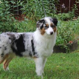 BUNNY - Australian Shepherd