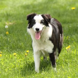 Prairie - Border Collie